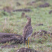 Spotted Thick-knee