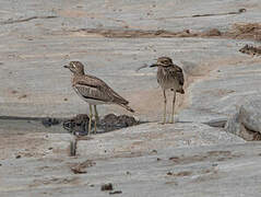 Water Thick-knee