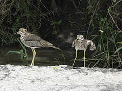 Water Thick-knee