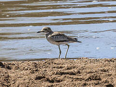 Water Thick-knee