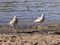 Water Thick-knee