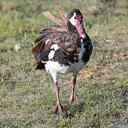 Spur-winged Goose