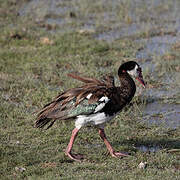 Spur-winged Goose