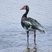 Spur-winged Goose