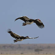 Spur-winged Goose