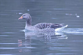 Greylag Goose