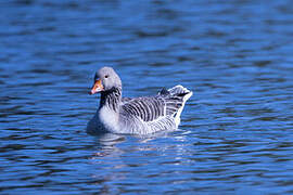 Greylag Goose