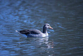 Greylag Goose