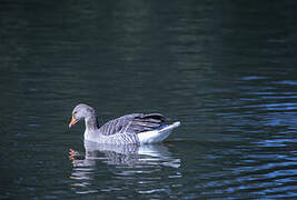 Greylag Goose