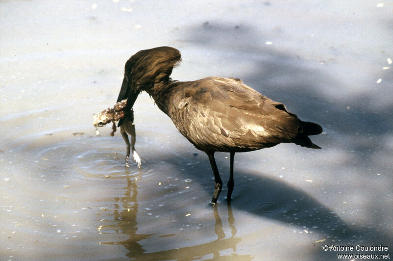 Ombrette africaineadulte, pêche/chasse