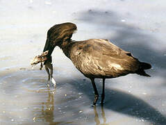 Hamerkop