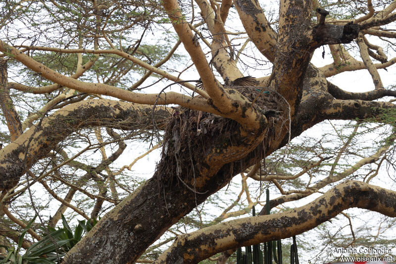 Hamerkopadult breeding, Reproduction-nesting