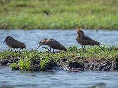 Hamerkop