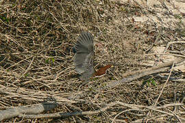 Rufescent Tiger Heron