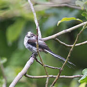 Long-tailed Tit