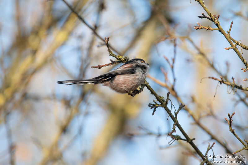 Long-tailed Titadult