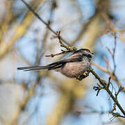 Long-tailed Tit