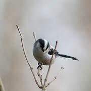 Long-tailed Tit