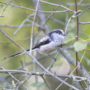 Long-tailed Tit