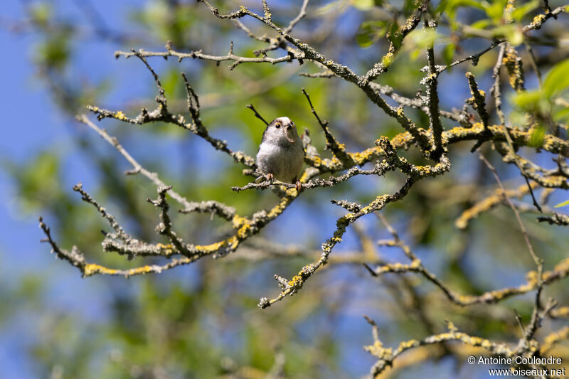 Long-tailed Titadult breeding, fishing/hunting, Reproduction-nesting