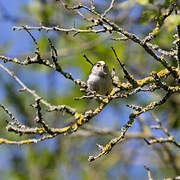 Long-tailed Tit