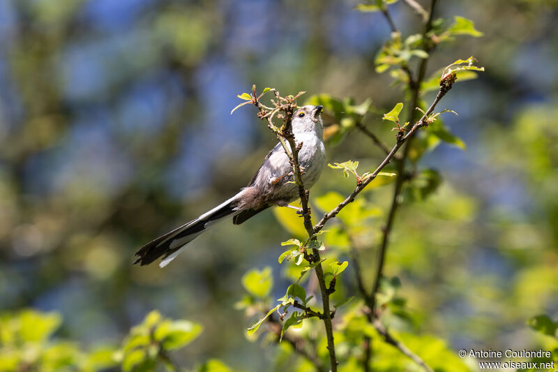 Long-tailed Titadult breeding, fishing/hunting, Reproduction-nesting