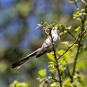 Long-tailed Tit