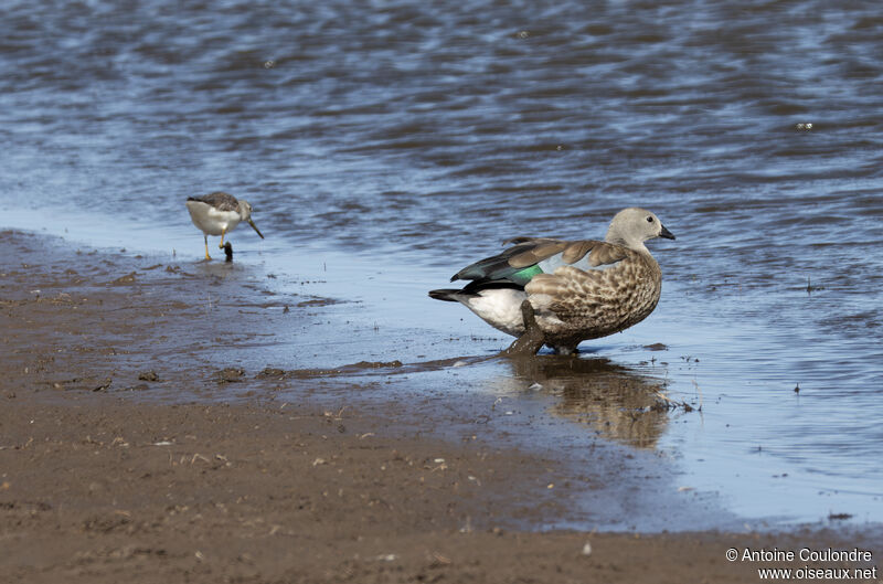 Blue-winged Gooseadult, walking