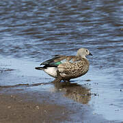 Blue-winged Goose