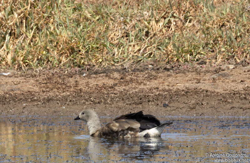 Blue-winged Gooseadult, swimming