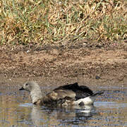 Blue-winged Goose