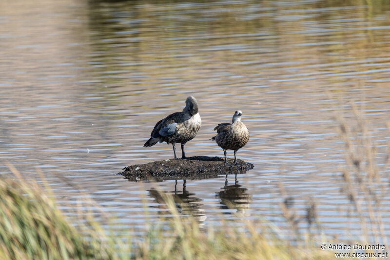 Blue-winged Gooseadult