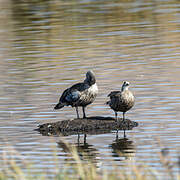 Blue-winged Goose