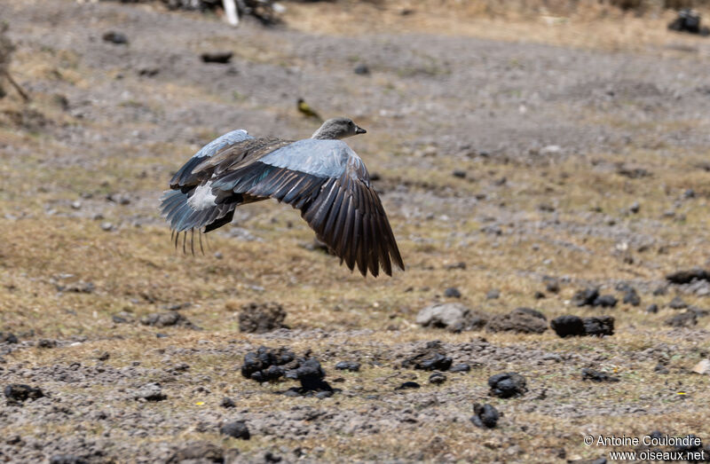 Blue-winged Gooseadult, Flight