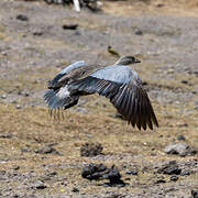 Blue-winged Goose