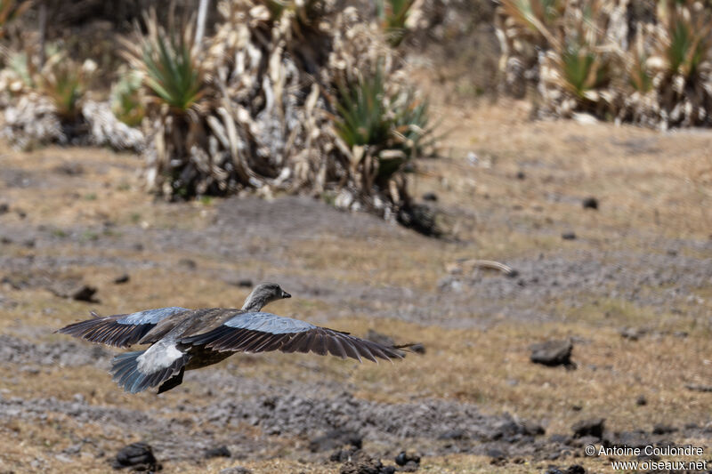 Blue-winged Gooseadult, Flight