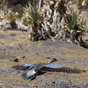 Blue-winged Goose