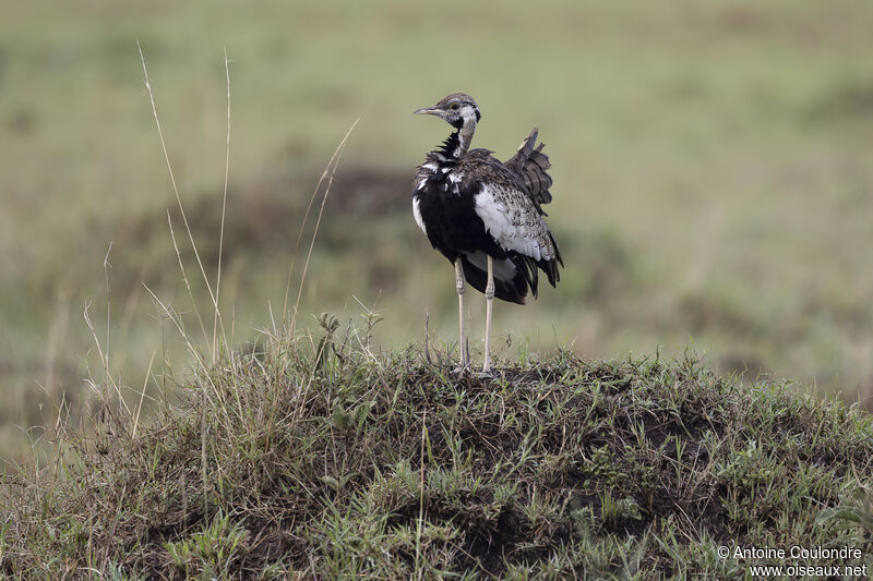 Black-bellied Bustard male adult, courting display