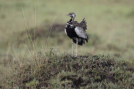 Black-bellied Bustard