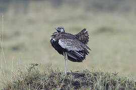 Black-bellied Bustard