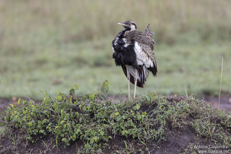 Black-bellied Bustard male, courting display