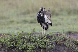 Black-bellied Bustard