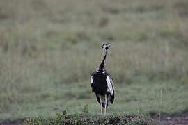 Black-bellied Bustard