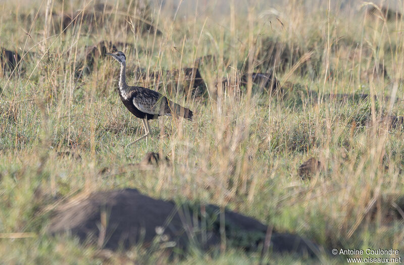 Black-bellied Bustardadult