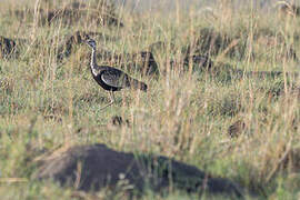 Black-bellied Bustard