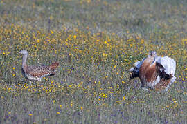 Great Bustard