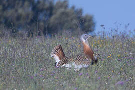 Great Bustard