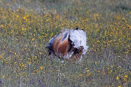 Great Bustard