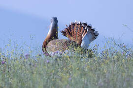 Great Bustard