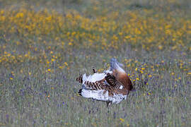 Great Bustard